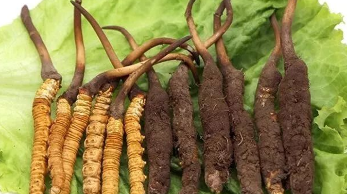 冬蟲夏草保鮮全攻略：鎖住精華的科學儲存指南