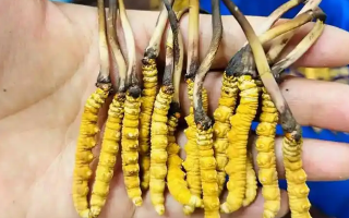 吃鮮冬蟲(chóng)夏草的好處