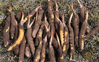 19歲能吃鮮冬蟲夏草嗎？