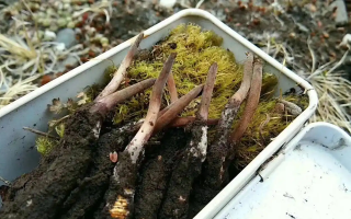 冬蟲夏草鮮草季：邂逅高原至寶，開啟健康滋養(yǎng)新體驗