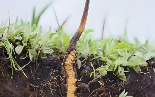 冬蟲夏草鮮草：鮮活的生命力，至臻的養(yǎng)生之選