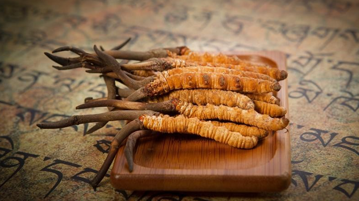 冬蟲(chóng)夏草新鮮價(jià)格探秘：每克多少錢(qián)？
