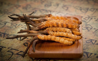 冬蟲(chóng)夏草新鮮價(jià)格探秘：每克多少錢(qián)？