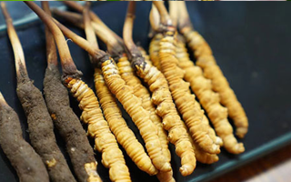 冬蟲夏草鮮草吃多久？科學(xué)食用周期與效果解析