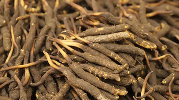 冬蟲夏草鮮草的優(yōu)勢(shì):自然饋贈(zèng)的鮮活生命力