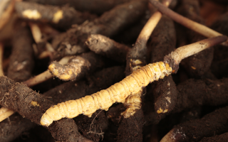 吃鮮冬蟲夏草會便秘嗎？科學解讀蟲草與腸道健康的微妙關系