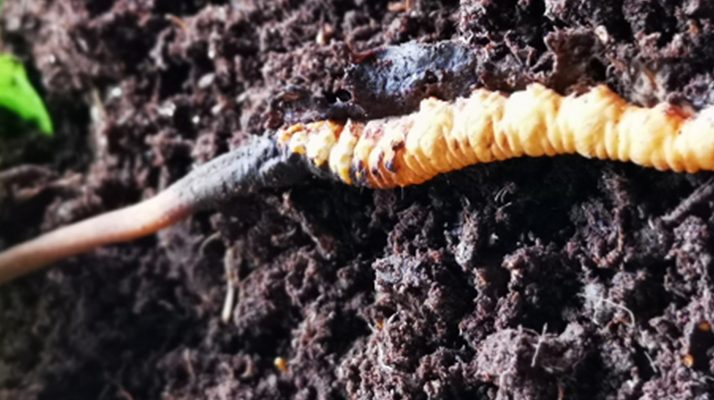 <a href=http://m.sprysprout.com/xinxian/ target=_blank class=infotextkey>新<a href=http://m.sprysprout.com/xinxian/ target=_blank class=infotextkey>鮮冬蟲(chóng)夏草價(jià)格</a></a>解析