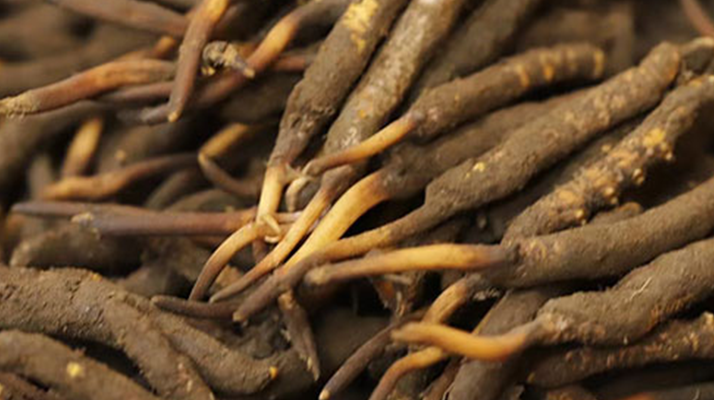 如何挑選<a href=http://m.sprysprout.com/xinxian/ target=_blank class=infotextkey>新<a href=http://m.sprysprout.com/xinxian/ target=_blank class=infotextkey>鮮冬蟲夏草</a></a>？掌握這幾個關(guān)鍵技巧