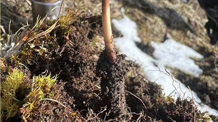 探秘正品那曲新鮮冬蟲夏草