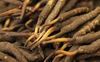 如何挑選新鮮冬蟲夏草？掌握這幾個(gè)關(guān)鍵技巧