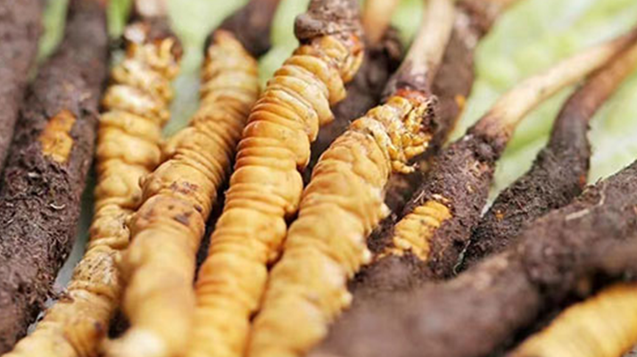 冬蟲(chóng)夏草：曬干食用還是鮮食更優(yōu)？