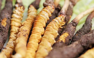 冬蟲夏草：曬干食用還是鮮食更優(yōu)？