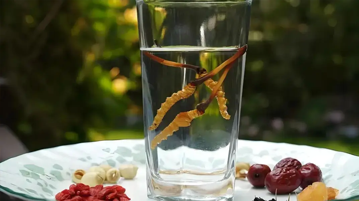 冬蟲夏草鮮品泡酒：養(yǎng)生佳釀還是健康隱患？