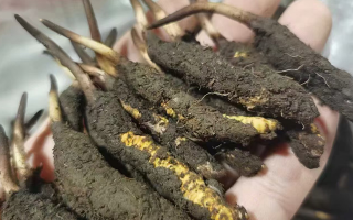 解鎖冬蟲夏草鮮的美味密碼