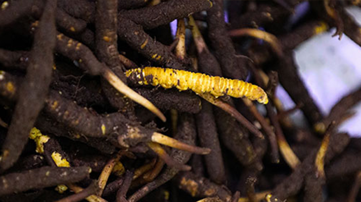 干鮮草<a href=http://m.sprysprout.com/jiage/ target=_blank class=infotextkey>冬蟲夏草價格</a>揭秘