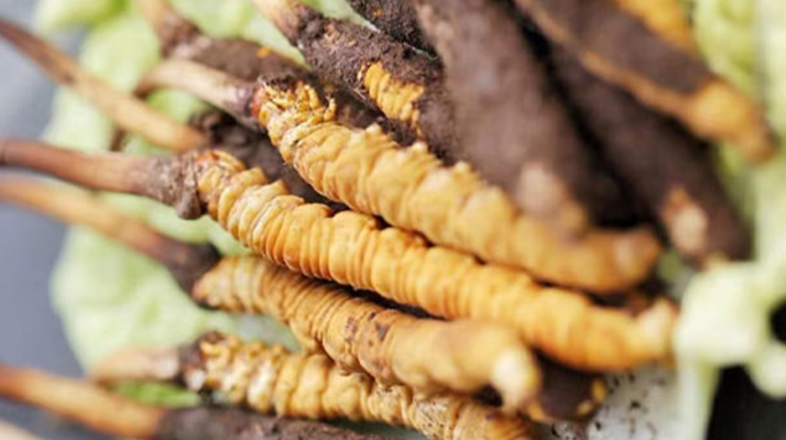 冬蟲夏草鮮草可以生吃嗎？一文解讀食用真相