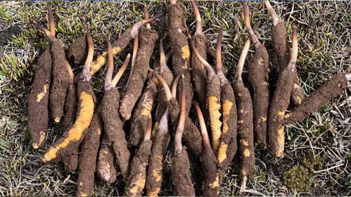 冬蟲夏草鮮草價格探秘:多因素交織下的滋補(bǔ)成本? ? ? ?