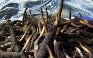 冬蟲夏草鮮草能不能泡酒？科學(xué)解析與實(shí)用指南