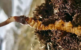 冬蟲夏草的多樣吃法，解鎖滋補新體驗