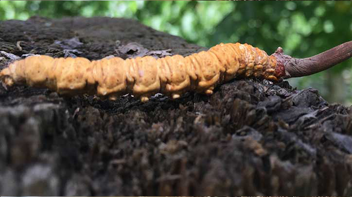 正宗野生<a href=http://m.sprysprout.com/jiage/ target=_blank class=infotextkey>蟲草多少錢</a>一斤