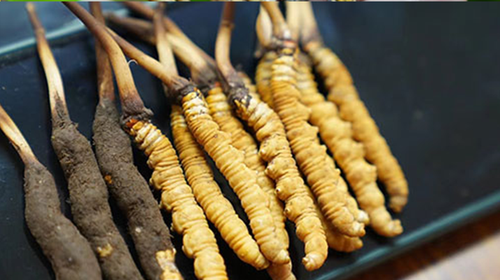 鮮冬蟲夏草的儲(chǔ)存方法