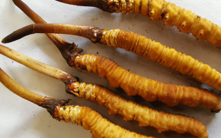 鮮冬蟲(chóng)夏草常溫能放多久？一文讀懂保存秘籍