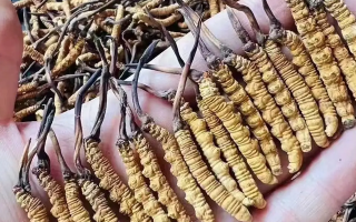 探秘冬蟲夏草的故鄉(xiāng)：核心產地全解析