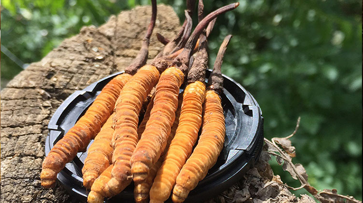 冬蟲夏草的產(chǎn)地有哪些地方？一文解鎖產(chǎn)地密碼