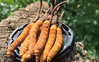 冬蟲夏草的產(chǎn)地有哪些地方？一文解鎖產(chǎn)地密碼