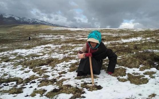 探秘冬蟲夏草的故鄉(xiāng)：中國主產(chǎn)省份全解析?