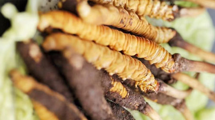 正宗<a href=http://m.sprysprout.com/jiage/ target=_blank class=infotextkey>冬蟲夏草多少錢</a>一克？深度價格解析