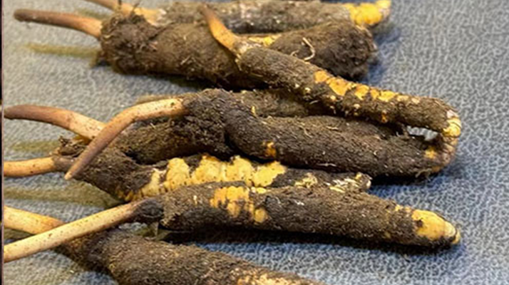 新鮮<a href=http://m.sprysprout.com/jiage/ target=_blank class=infotextkey>冬蟲(chóng)夏草價(jià)格</a>