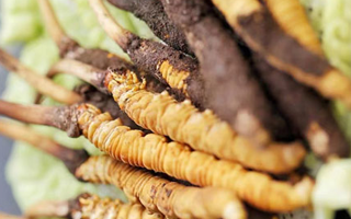 冰凍新鮮冬蟲(chóng)夏草能吃嗎？