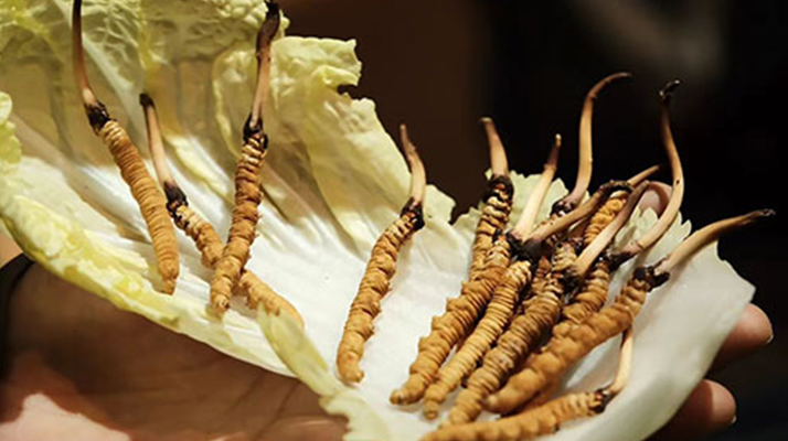 冬蟲夏草為何鮮的好？深度解析鮮蟲草的獨特優(yōu)勢