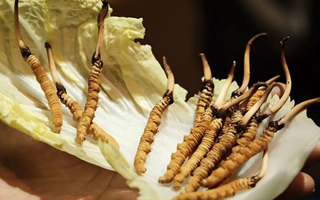 冬蟲夏草為何鮮的好？深度解析鮮蟲草的獨特優(yōu)勢