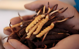 冬蟲夏草干鮮草的多樣吃法，解鎖滋補(bǔ)新方式? ? ? ?