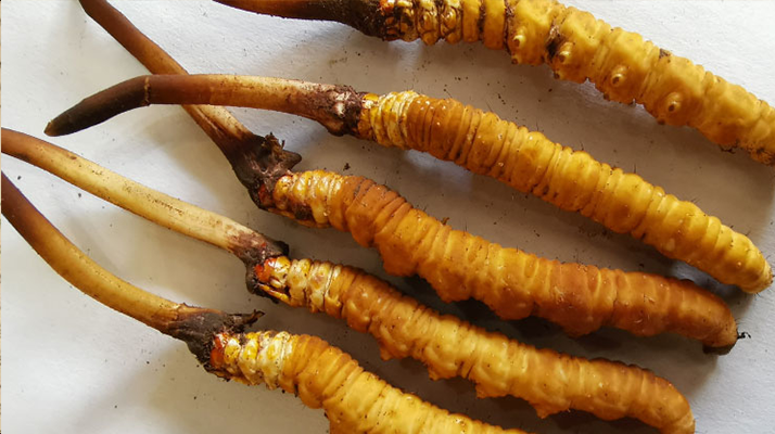 冬蟲夏草鮮草價(jià)格多少？揭秘其背后的定價(jià)密碼