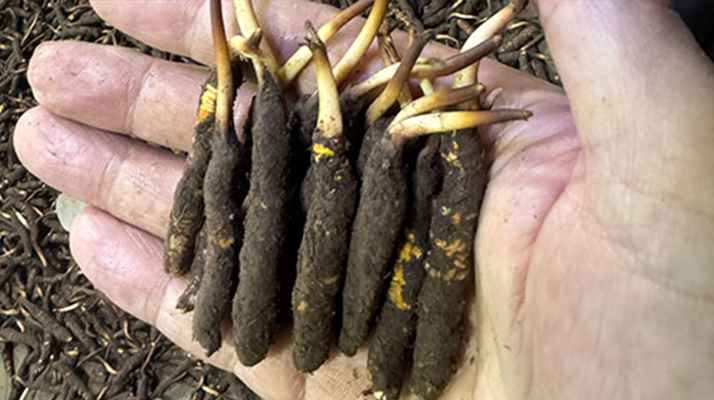 尋草之旅：踏上尋找<a href=http://m.sprysprout.com/xinxian/ target=_blank class=infotextkey>新<a href=http://m.sprysprout.com/xinxian/ target=_blank class=infotextkey>鮮冬蟲夏草</a></a>的征程