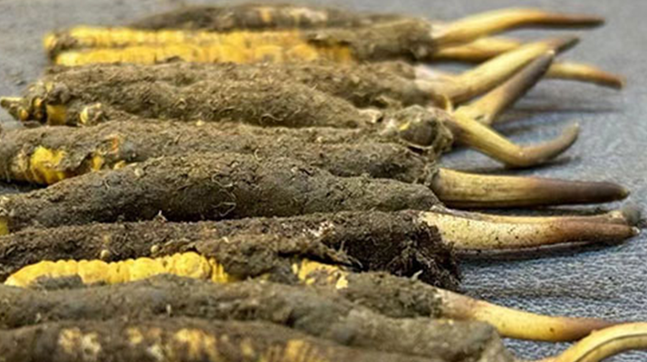 正宗<a href=http://m.sprysprout.com/xinxian/ target=_blank class=infotextkey>新<a href=http://m.sprysprout.com/xinxian/ target=_blank class=infotextkey>鮮冬蟲夏草</a></a>的科學(xué)吃法指南