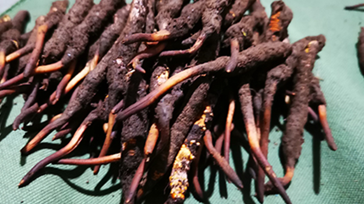 新鮮冬蟲夏草哪里買？全渠道選購指南