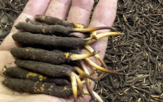 冬蟲夏草燉湯真能提鮮？揭開滋補食材的味覺密碼