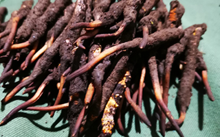 新鮮冬蟲夏草哪里買？全渠道選購(gòu)指南