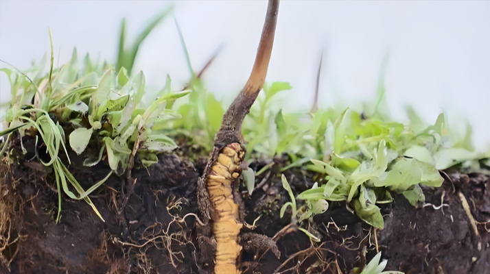 冬蟲夏草鮮草一天吃幾個(gè)？科學(xué)食用指南來了
