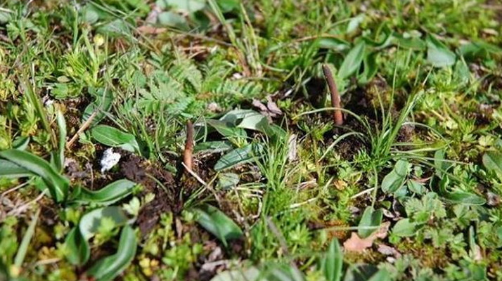 冬蟲夏草鮮草的 “限時登場”