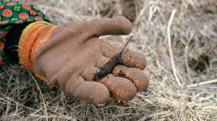 探秘純野生新鮮飽滿冬蟲夏草：自然饋贈的滋補(bǔ)瑰寶
