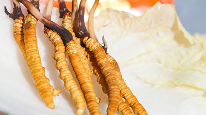 冬蟲夏草鮮草一般哪里有？多渠道獲取指南