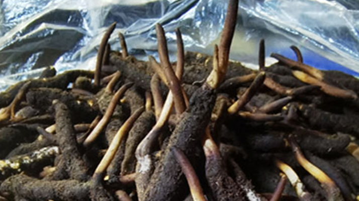 新鮮冬蟲夏草能放多久吃？一文掌握儲(chǔ)存與食用期限