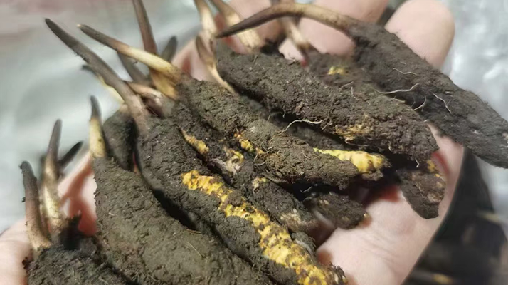 新鮮冬蟲夏草購(gòu)買指南? ? ? ?