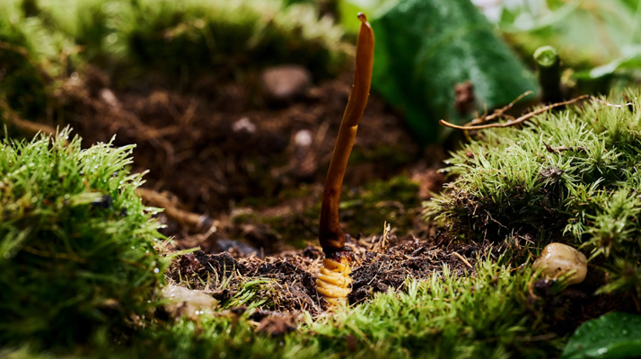 探秘那曲純野生<a href=http://m.sprysprout.com/xinxian/ target=_blank class=infotextkey>新<a href=http://m.sprysprout.com/xinxian/ target=_blank class=infotextkey>鮮冬蟲夏草</a></a>