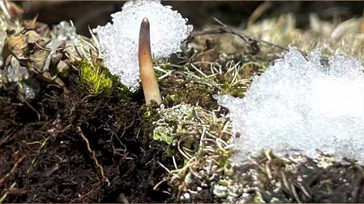 鮮冬蟲夏草燉湯多久能吃？科學(xué)燉煮時間全解析